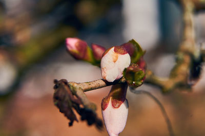 Close-up of red berries on plant