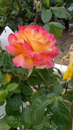 Close-up of flower growing on plant