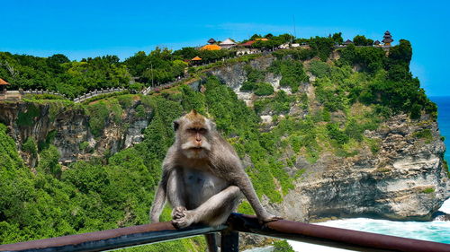 Monkey sitting on rock against trees and mountain