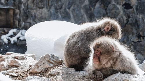 Monkeys on rock in snow