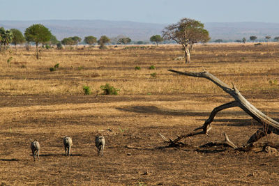 Horses on field against sky