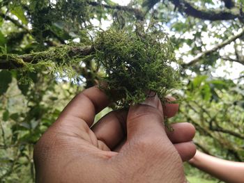 Cropped hand holding moss growing on branch