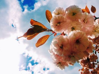 Low angle view of fresh flowers against sky