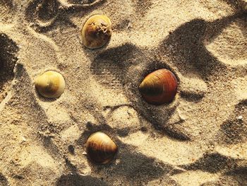 High angle view of snail on beach