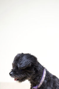 Close-up of black dog against white background