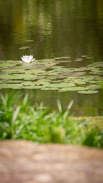 Water lily floating on lake