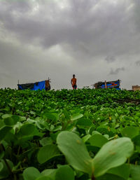 Group of people on plants against sky