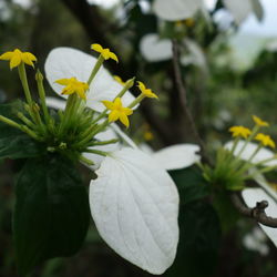 Close-up of white flowers