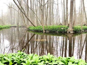 Plants growing in lake