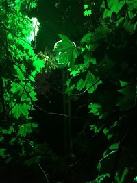 Close-up of plant growing in forest