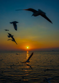 Silhouette of birds flying over sea during sunset