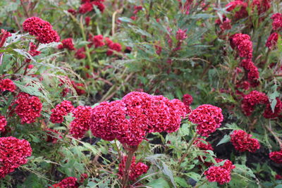 Close-up of red flowering plants