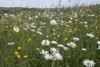 Close-up of fresh white flowers in field