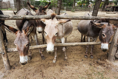 Horses in ranch