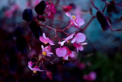 Close-up of pink flowering plant