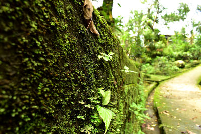 Close-up of moss growing on tree trunk