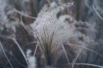 Close-up of dried plant