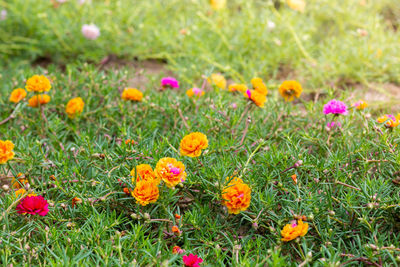 View of flowering plants on field