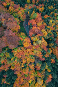 High angle view of autumnal trees during autumn