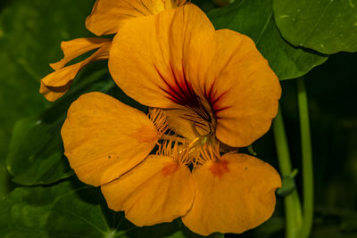 Close-up of yellow flowering plant