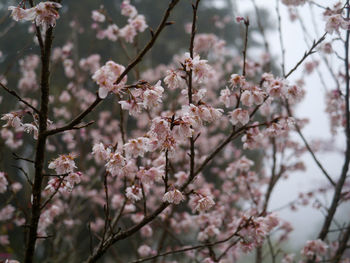 Close-up of pink cherry blossom