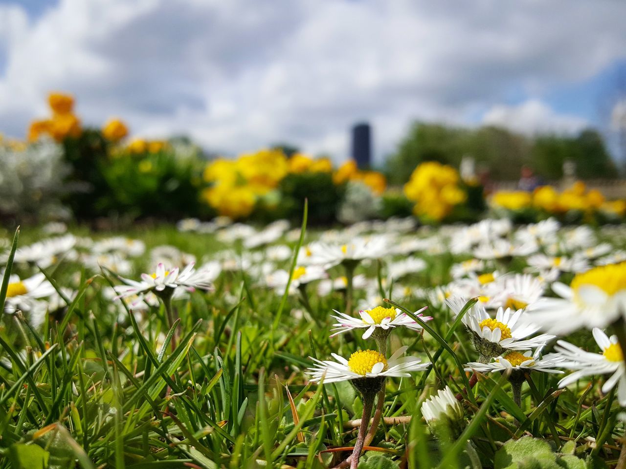 flowering plant, plant, flower, vulnerability, fragility, freshness, beauty in nature, growth, yellow, nature, close-up, land, field, flower head, selective focus, petal, inflorescence, no people, day, outdoors, springtime, flowerbed