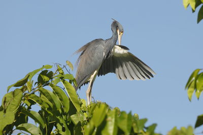 Low angle view of bird flying against sky