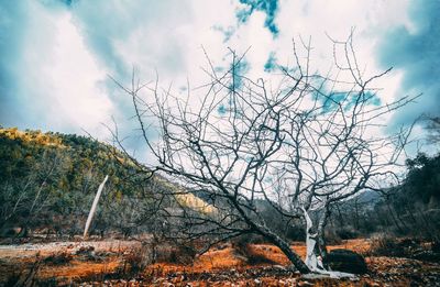 Plants growing on land against sky