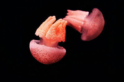 Close-up of pink flower against black background