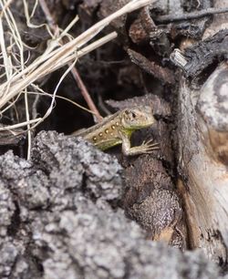 Close-up of lizard on tree