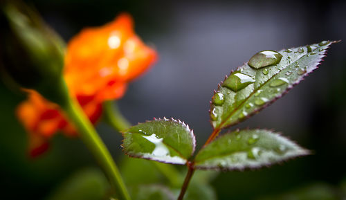 Close-up of wet plant leaves