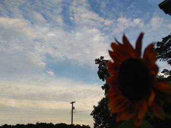 Low angle view of silhouette flowering plants against sky during sunset