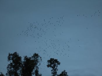 Low angle view of birds flying in sky