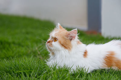 Cat looking away on field