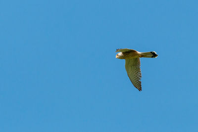 Hunting common kestrel falco tinnunculus flying under blue sky in eastbrookend park dagenham england