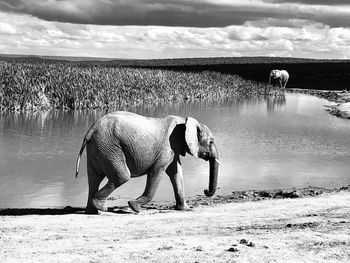 View of elephant on field against sky