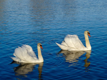 Swans swimming in lake