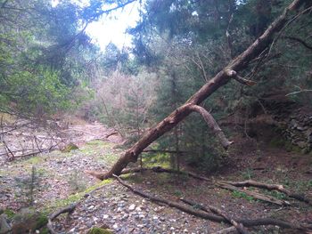 Trees in forest