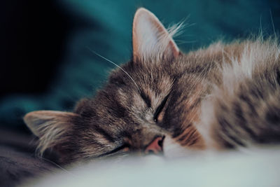 Close-up of cat sleeping