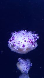 Close-up of jellyfish in sea