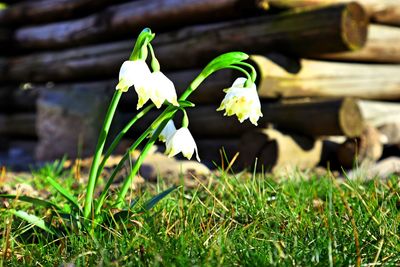 Close-up of white flowering plant on field