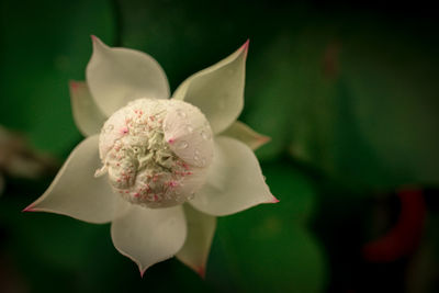 Close-up of white rose