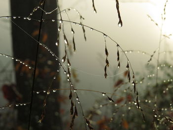 Close-up of water drops on spider web