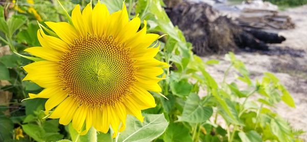 Close-up of sunflower on field