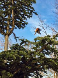 Low angle view of monkey on tree