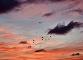 Low angle view of birds and airplane flying in sky