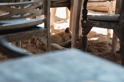 Dog under table on the beach