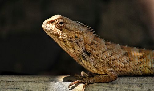 Close-up of lizard