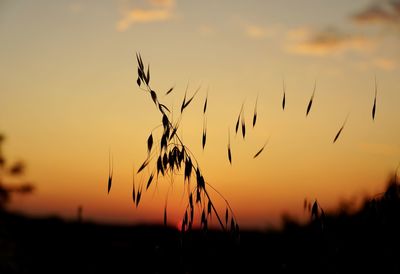 Close-up of silhouette stalks against sky during sunset