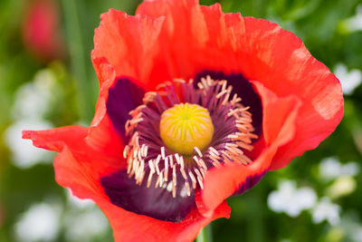 Close-up of red flower